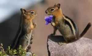 Scoiattolo romantico in azione. 